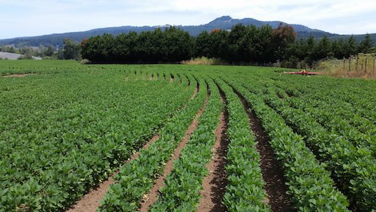 Organic quinoa field