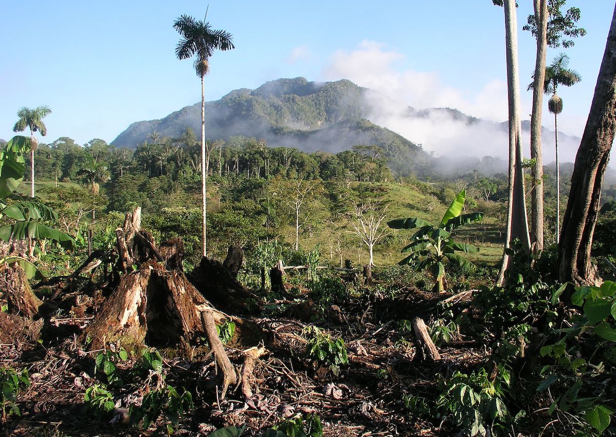 Issues of deforestation in coffee production in the