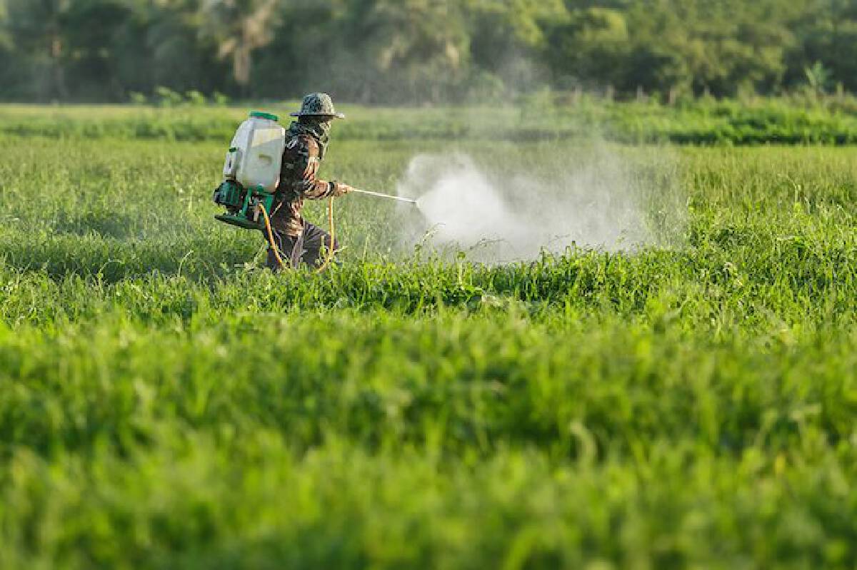 Eat Your Greens Organic Farm